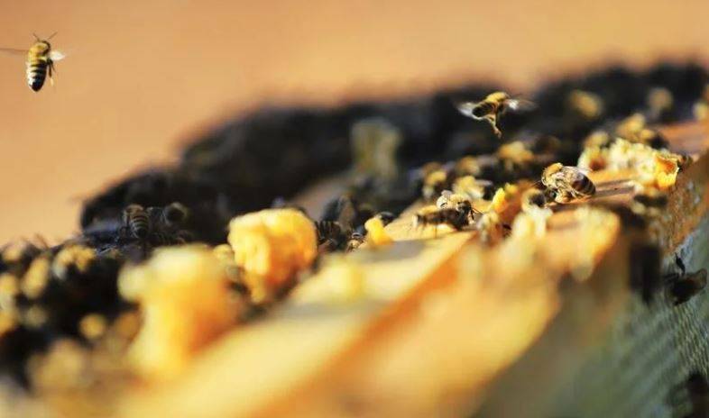 Arıları ne kadar tanıyorsunuz? Arılar hakkında ilginç bilgiler 15